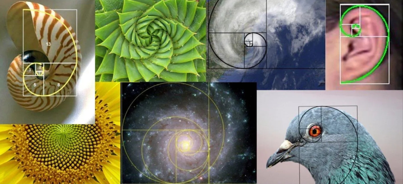 Nature spiral objects